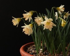 Narcissus blush baby for sale  YORK
