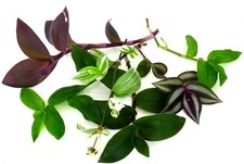Tradescantia arten ableger gebraucht kaufen  Gronau