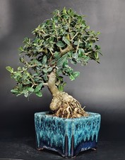 bonsai vasi usato bonsai vasi usato Cison di Valmarino