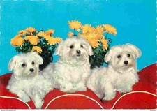 Animaux chiens bichon d'occasion  Fruges