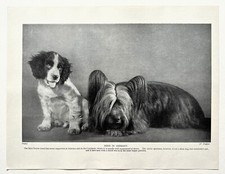 Skye terrier spaniel for sale  NORWICH