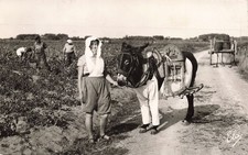 Ile ane culotte d'occasion  France