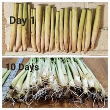 Lemongrass stalks ready for sale  Richmond