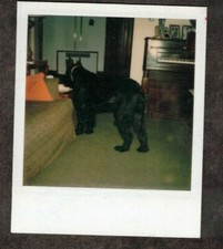 Fotografia Polaroid antiga vintage fofa cachorro preto em pé na sala de estar, usado comprar usado  Enviando para Brazil