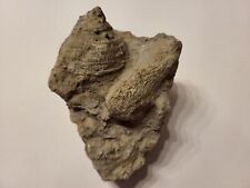 Versteinerte schnecke muschel gebraucht kaufen  Kiel
