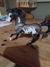 pinto horse for sale pinto horse for sale  SAFFRON WALDEN