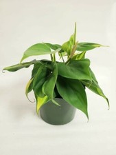 Brazil home plant for sale  Miami