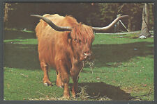 scottish highland cattle for sale  Naperville