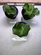 Platycerium starter set for sale  Eustis