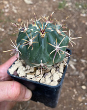 Glandulicactus mathssonii cact usato  Menfi