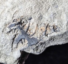 Ultra rare terataspis d'occasion  Expédié en Belgium