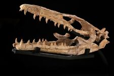 Amazing mosasaur skull for sale  Lincolnwood