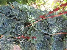 Graines echeveria elegans usato  Carovigno