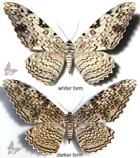 Thysania agrippina A-, (mariposa gigante WhiteWitch), envergadura em torno de 194mm, 1pc, DESMONTADO comprar usado Thysania agrippina A-, (mariposa gigante WhiteWitch), envergadura em torno de 194mm, 1pc, DESMONTADO comprar usado  Enviando para Brazil