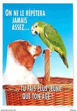 Animals birds parrot d'occasion  Expédié en Belgium