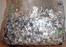 Pounds sterilized compost for sale  Milford