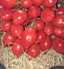 Pomodorino del piennolo usato Pomodorino del piennolo usato  Casoria