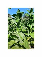 50x burley panama gebraucht kaufen  Pfullingen
