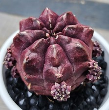 Gymnocalycium variegated clone for sale  Indianapolis