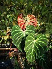 1408zr philodendron verrucosum gebraucht kaufen  Dettingen an der Erms
