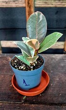 Ficus elastica belize for sale  ENFIELD