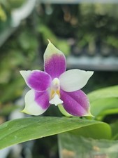 Phalaenopsis blue ludde for sale  SHREWSBURY