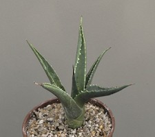 Agave utahensis ssp. for sale  WALTON ON THE NAZE