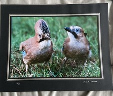 Jay bird photograph for sale  BEXLEY