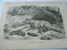 Gravure 1876 animaux d'occasion  La Verpillière