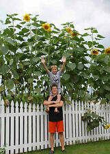 Girasole gigante giant usato  Torino