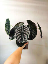 Alocasia cuprea babyplant gebraucht kaufen  Bogen