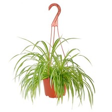 Succulents spider plant for sale  Nampa