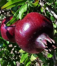 Punica granatum dark for sale  ST. ASAPH