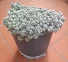 Vaso piantine mammillaria usato  Barcellona Pozzo di Gotto