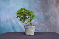 Fukien tea pre for sale  North Fort Myers