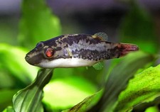 Dwarf red eye for sale  Haslet