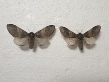 Notodonta tritophus pair gebraucht kaufen  Guben