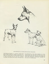 Miniature pinscher vintage for sale  COLEFORD