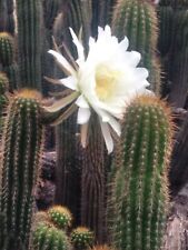 Echinopsis spachiana golden d'occasion  Expédié en Belgium
