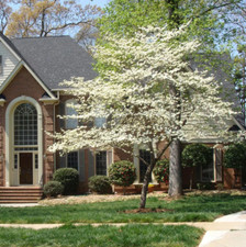 White flowering dogwood for sale  Mcminnville