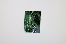 2x20 samen ficus gebraucht kaufen  Werl