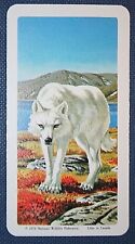 Wolf arctic tundra for sale  DERBY
