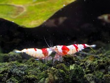 Crystal red caridina for sale  Clarksville
