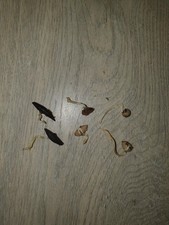 Licuala cordata mattanensis usato  Spedire a Italy