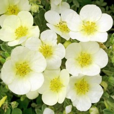 Potentilla primrose beauty for sale  MARCH