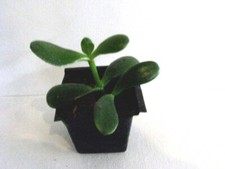 Small potted jade for sale  Arco