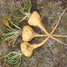 10 sementes de Lepidium meyenii, maca, ginseng andino, ginseng peruano, usado comprar usado  Enviando para Brazil
