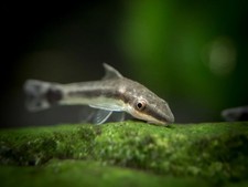 6pk free otocinclus for sale 6pk free otocinclus for sale  Philadelphia