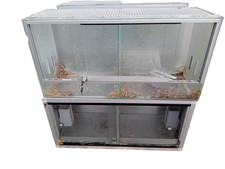 Pet small rodent for sale  YORK