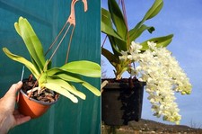 Rhynchostylis gigantea var. d'occasion  Fumel